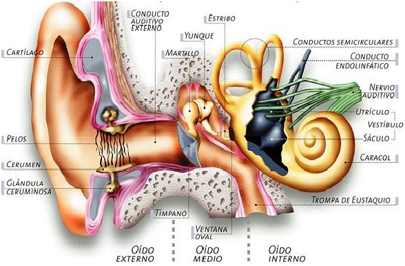 OIDO-ANATOMIA