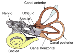 sistema vestibular